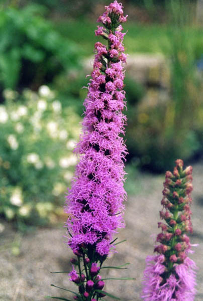 Liatris spicata en fleurs dans une prairie humide de l'est de l'Amérique du Nord